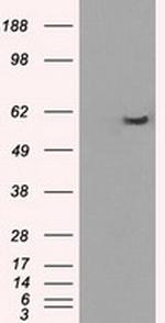 PPP5C Antibody in Western Blot (WB)