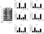 SOD2 Antibody in Western Blot (WB)