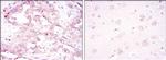 AMPK alpha-1 Antibody in Immunohistochemistry (Paraffin) (IHC (P))