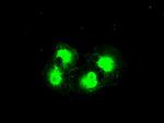 PRKY Antibody in Immunocytochemistry (ICC/IF)