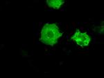 PRKY Antibody in Immunocytochemistry (ICC/IF)