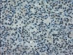 PRKY Antibody in Immunohistochemistry (Paraffin) (IHC (P))