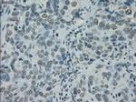 PRKY Antibody in Immunohistochemistry (Paraffin) (IHC (P))