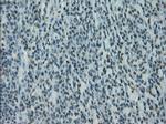 PRKY Antibody in Immunohistochemistry (Paraffin) (IHC (P))