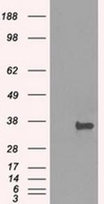 PRKY Antibody in Western Blot (WB)