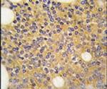 PRMT3 Antibody in Immunohistochemistry (IHC)