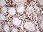 PROCR Antibody in Immunohistochemistry (Paraffin) (IHC (P))