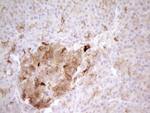 PROCR Antibody in Immunohistochemistry (Paraffin) (IHC (P))