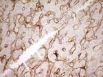 PROCR Antibody in Immunohistochemistry (Paraffin) (IHC (P))