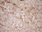 PROCR Antibody in Immunohistochemistry (Paraffin) (IHC (P))