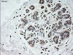 PROM2 Antibody in Immunohistochemistry (Paraffin) (IHC (P))