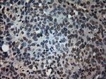 PROM2 Antibody in Immunohistochemistry (Paraffin) (IHC (P))