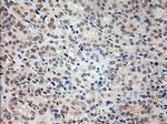 PROM2 Antibody in Immunohistochemistry (Paraffin) (IHC (P))