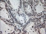 PROM2 Antibody in Immunohistochemistry (Paraffin) (IHC (P))