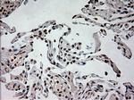 PROM2 Antibody in Immunohistochemistry (Paraffin) (IHC (P))