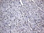 PRRX1 Antibody in Immunohistochemistry (Paraffin) (IHC (P))