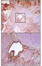 PSMA3 Antibody in Immunohistochemistry (IHC)