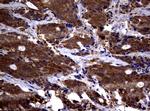 PSMA6 Antibody in Immunohistochemistry (Paraffin) (IHC (P))