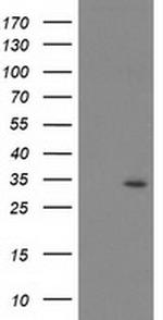 PSMB4 Antibody in Western Blot (WB)