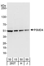 PSMD4 Antibody in Western Blot (WB)