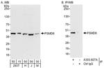 PSMD6 Antibody in Western Blot (WB)