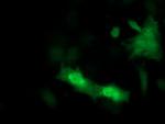 PSMF1 Antibody in Immunocytochemistry (ICC/IF)