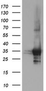 PSMF1 Antibody in Western Blot (WB)