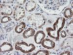 PTGES2 Antibody in Immunohistochemistry (Paraffin) (IHC (P))