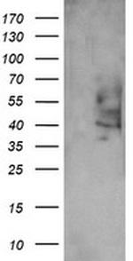 PTGES2 Antibody in Western Blot (WB)