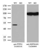 PTPN1 Antibody in Western Blot (WB)