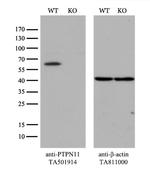 PTPN11 Antibody