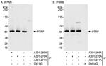 PTRF Antibody in Immunoprecipitation (IP)