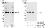 PTRF Antibody in Western Blot (WB)