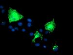 PVRL1 Antibody in Immunocytochemistry (ICC/IF)