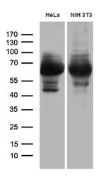 PXN Antibody in Western Blot (WB)