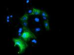 PYCR2 Antibody in Immunocytochemistry (ICC/IF)