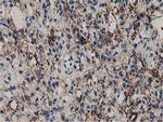 PYCR2 Antibody in Immunohistochemistry (Paraffin) (IHC (P))