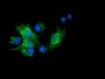 PYCRL Antibody in Immunocytochemistry (ICC/IF)