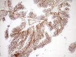 Pan-CDH Antibody in Immunohistochemistry (Paraffin) (IHC (P))