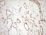 Pan-CDH Antibody in Immunohistochemistry (Paraffin) (IHC (P))