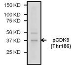 Phospho-CDK9 (Thr186) Antibody in Western Blot (WB)