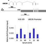 Phospho-GSK3B (Ser9) Antibody in ChIP Assay (ChIP)