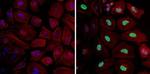 Phospho-Histone H3 (Ser10) Antibody in Immunocytochemistry (ICC/IF)