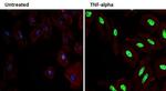 Phospho-p38 MAPK (Thr180, Tyr182) Antibody in Immunocytochemistry (ICC/IF)