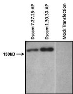 Placental Alkaline Phosphatase Antibody in Western Blot (WB)