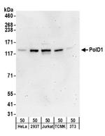 PolD1 Antibody in Western Blot (WB)