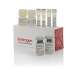 Human SAA ProQuantum Immunoassay Kit (A44839)