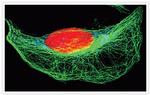 Rabbit IgG (H+L) Secondary Antibody in Immunocytochemistry (ICC/IF)