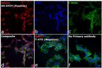 Mouse IgG (H+L) Secondary Antibody in Immunocytochemistry (ICC/IF)