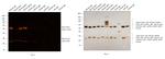 Mouse IgG (H+L) Secondary Antibody in Western Blot (WB)